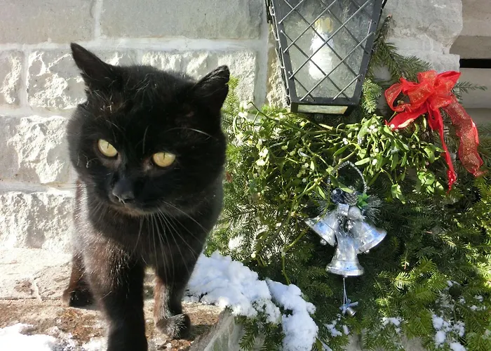 Eulenrast In By Interhome *